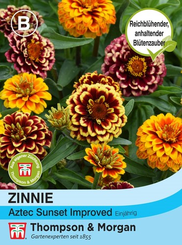 Zinnie aztec sunset improved - 'aztec,