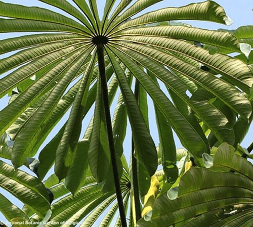 Musanga cecropioides legno di - cecropioides,,