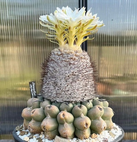 Discocactus heptacanthus
