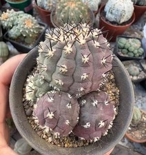 7,8 cm Copiapoa cinerea