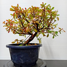 Bonsai di Azalea giapponese n4