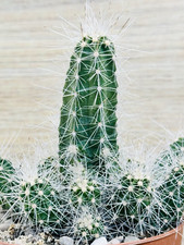 Echinocereus parkeri ,  pot 10