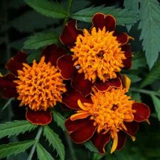 50 Semi Seeds TAGETE Patula Nana FIAMMA ARANCIONE - bordure e balconi Marigolds