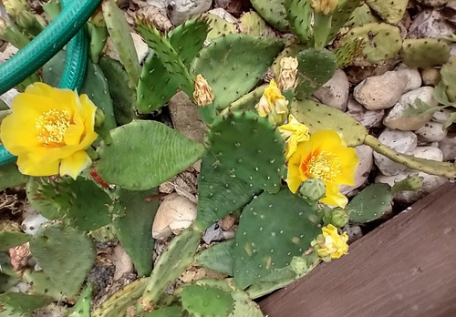 Cactus fico india resistente - d'india,