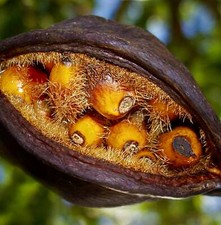 Brachychiton populneus SEEDS -