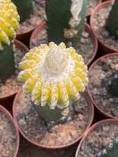 Raresucculent cactus plants - cactus,