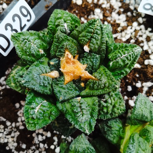 D329 ariocarpus obregonia - d329, ariocarpus/obregonia