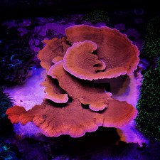2x Frags! Bright Orange