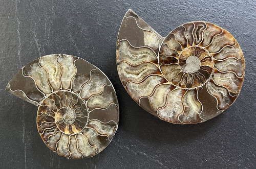 Ammonite cleoniceras fossile - ammonite,