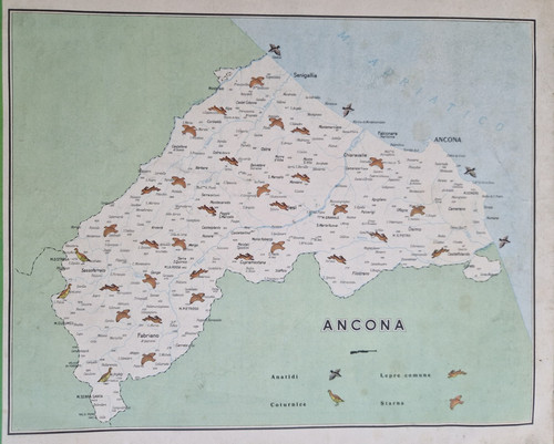 Carta geografica ancona - '60,
