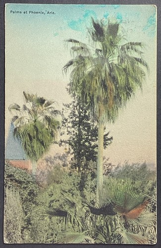 Phoenix arizona palm - phoenix, trees