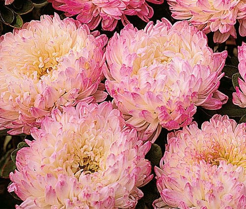 Aster peony duchessa albicocca - duchessa,
