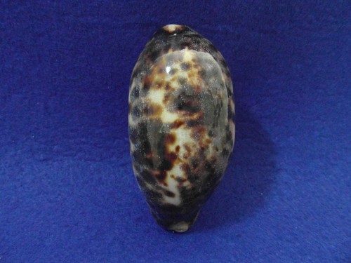 Cypraea testudinaria isola - ,