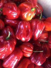 250 Grammi Peperoncino Habanero Red o Altri Vari Fresco!NB:Chiedi disponibilità!