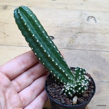 Echinocereus scheeri v
