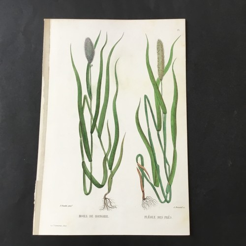 Incisione botanica xix - botanica, secolo