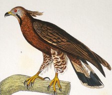 1831,PRETRE ORIGINALE ENGR. BELLISSIMO ACQUERELLO ANTICO XUL