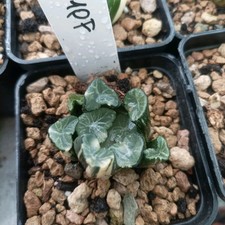 Haworthia Maughanii Jade