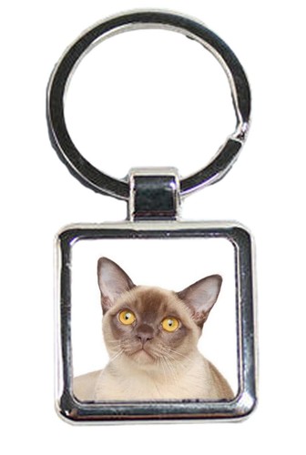 Burmese cat pet luxury square - burmese,