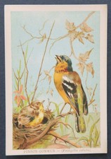 Immagine cromata PINSON COMMUN