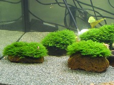 Mini muschio fenice fissidens