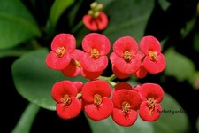 100 Semi Euphorbia Milii