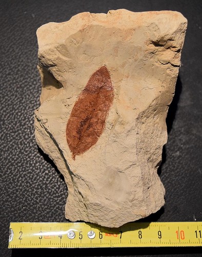 Foglia fossile del - foglia,