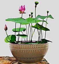 Semi di Nelumbo nucifera, mini fiore di loto cinese, Bowl Lotus, ciotola di loto