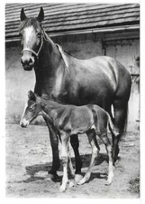 ANIMALI (1223) - CAVALLA CON PULEDRO - FG/Vg 19??