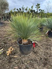Yucca rostrata vaso 40cm h