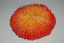 Dettagliato 2 X Acquario