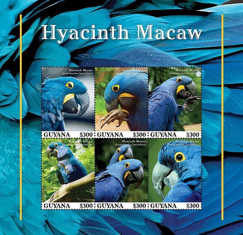 Hyacinth macaw bird - hyacinth, parrot