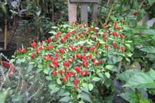 PEPERONCINO - " PEQUIN" 25