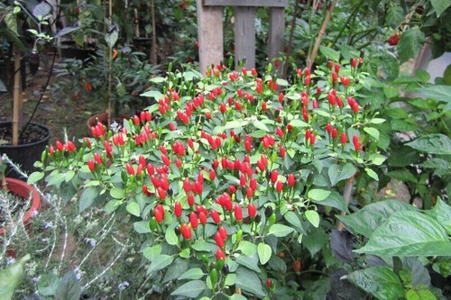 Peperoncino pequin 25 - peperoncino, "
