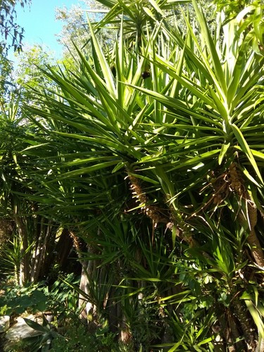 Pianta radicata diverse - pianta,