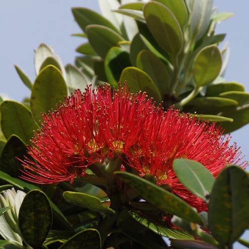Pohutukawa metrosideros - pohutukawa, (metrosideros