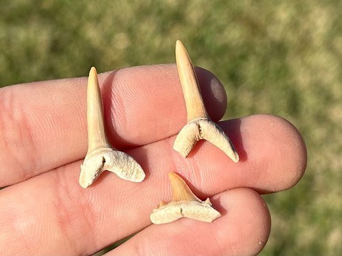 Denti squalo fossile - denti,