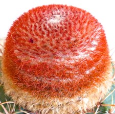 Melocactus matanzanus SEEDS - SPERMA cappello turco cactus
