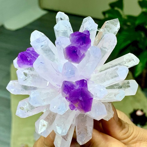 359g new find bianco viola - 359g,