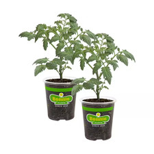 Cherokee purple - oz.,