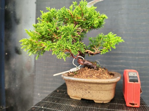 Bonsai ginepro itoigawa cm - itoigawa, 24