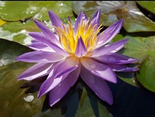 FAY MCDONALD rizoma di ninfea