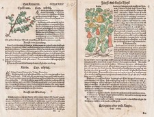Kürbis Libro Di Erbe Botanica