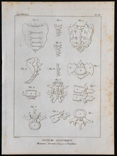1825 - Sacrum, Coccige E
