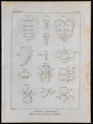 1825 sacrum coccige e - -, sacrum,