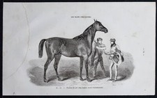 1882 - Puledro Puro Sangue