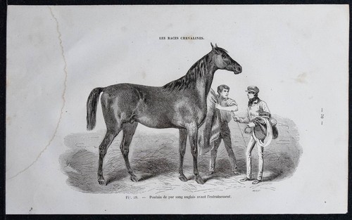 1882 puledro puro sangue - puledro,