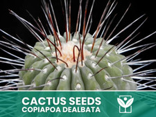 Copiapoa Dealbata – 10 Semi