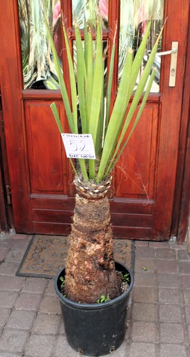 Yucca faxoniana dal messico - faxoniana,