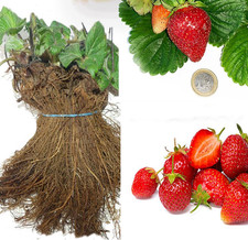 SAVINI VIVAI Piante Di Fragole